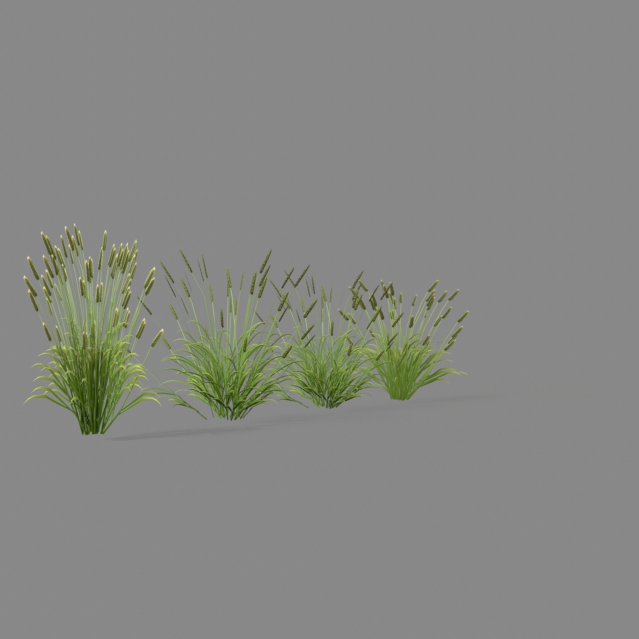 Shrub 2 tall grass Low-poly 3D model_9