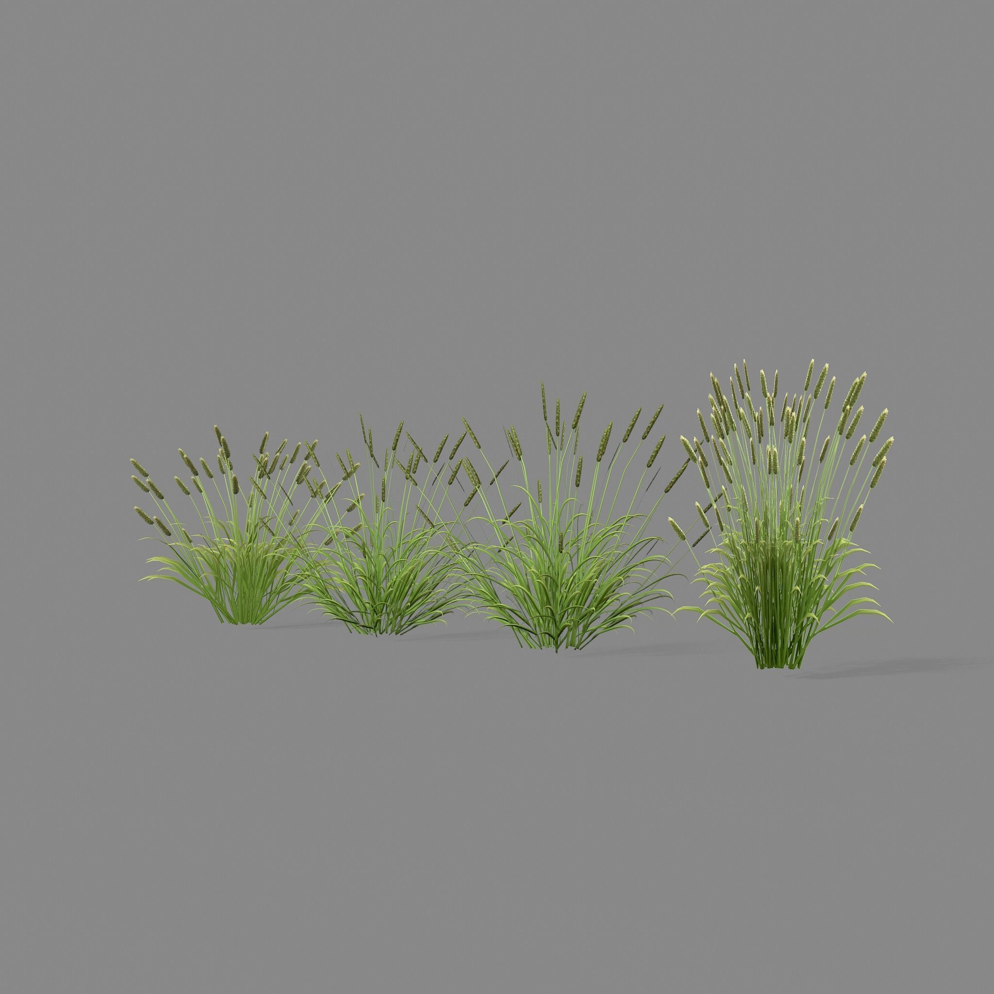 Shrub 2 tall grass Low-poly 3D model_8