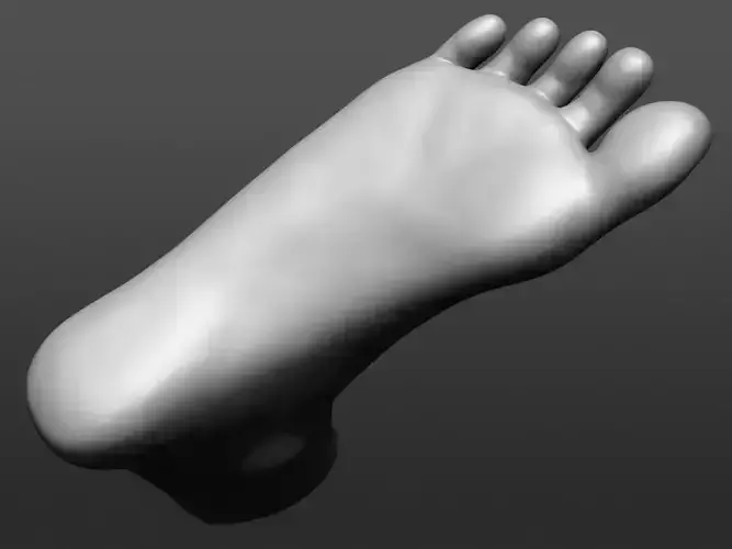 Human 3D foot model