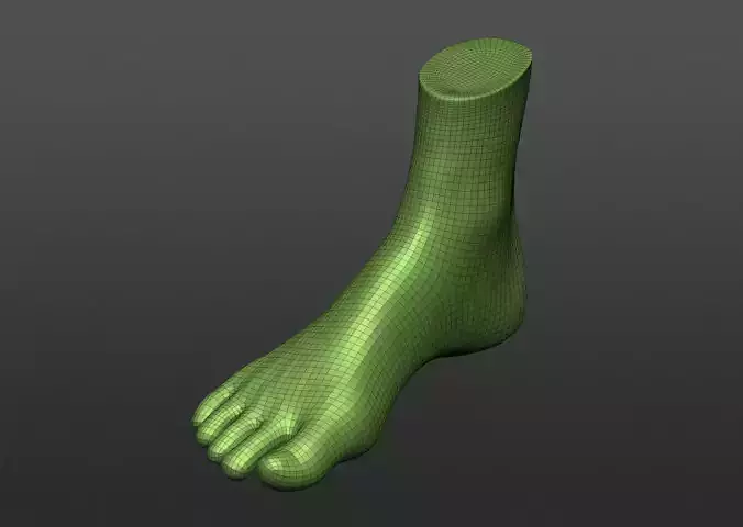Human 3D foot model