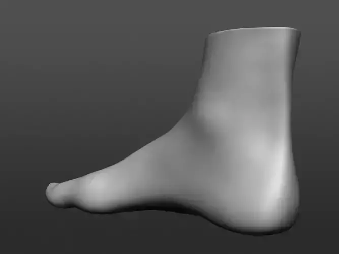 Human 3D foot model