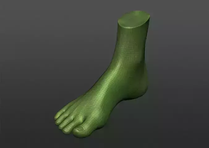 Human 3D foot model