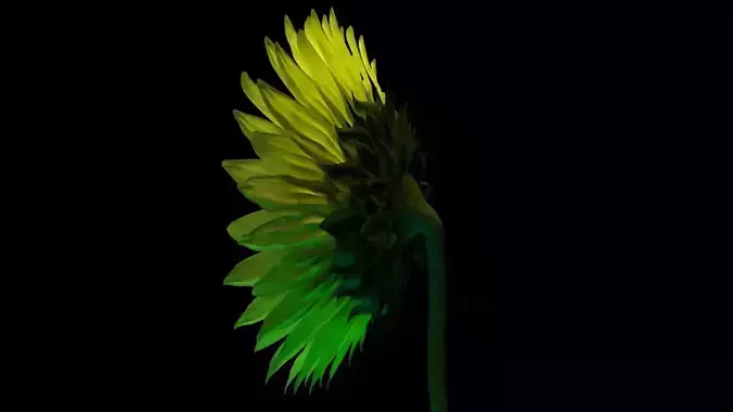 Sunflower 3D Model for Gardens and Interior CG