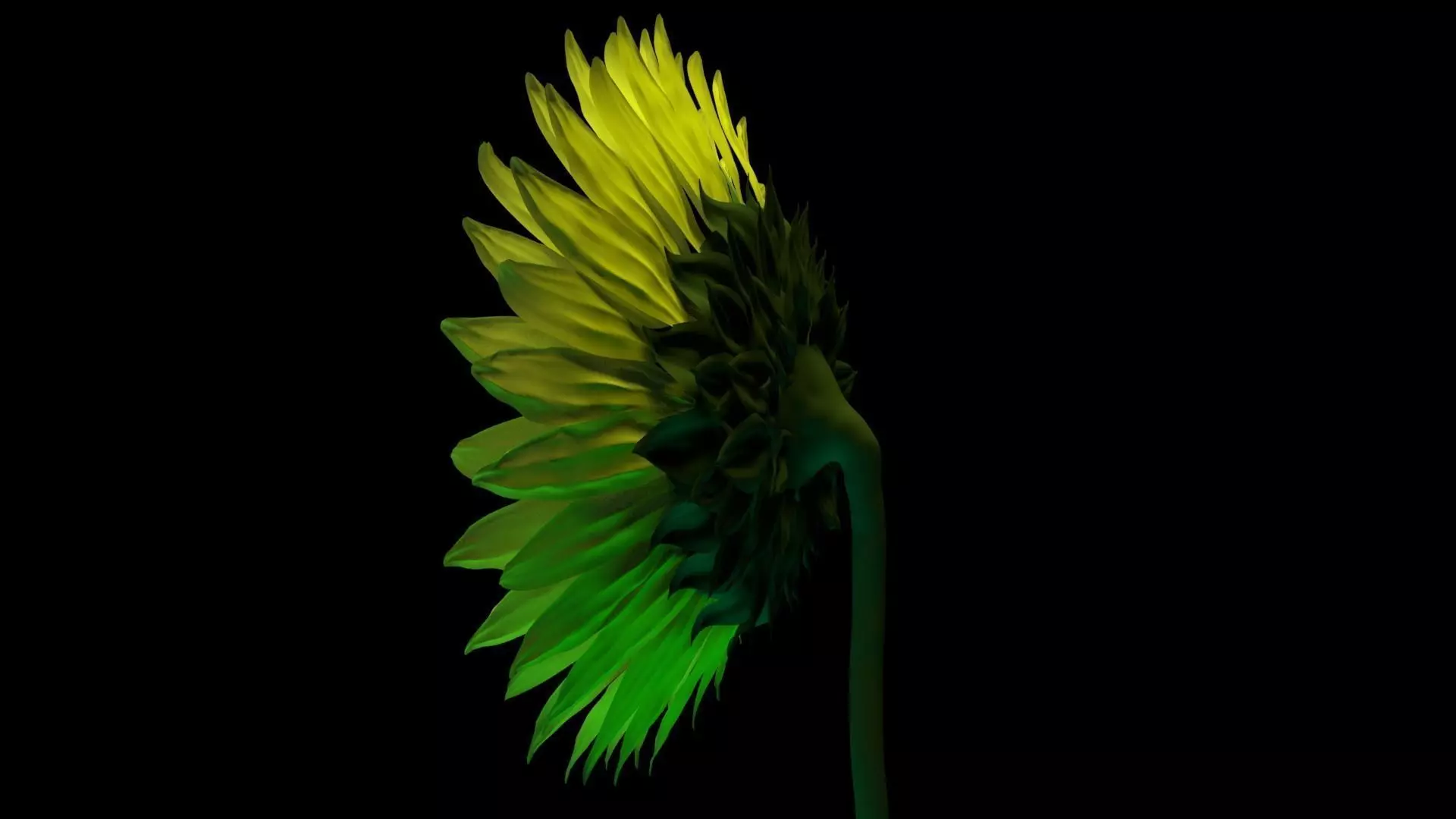 Sunflower 3D Model for Gardens and Interior CG 3D model_0
