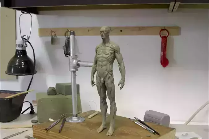 Anatomy human 3D print model
