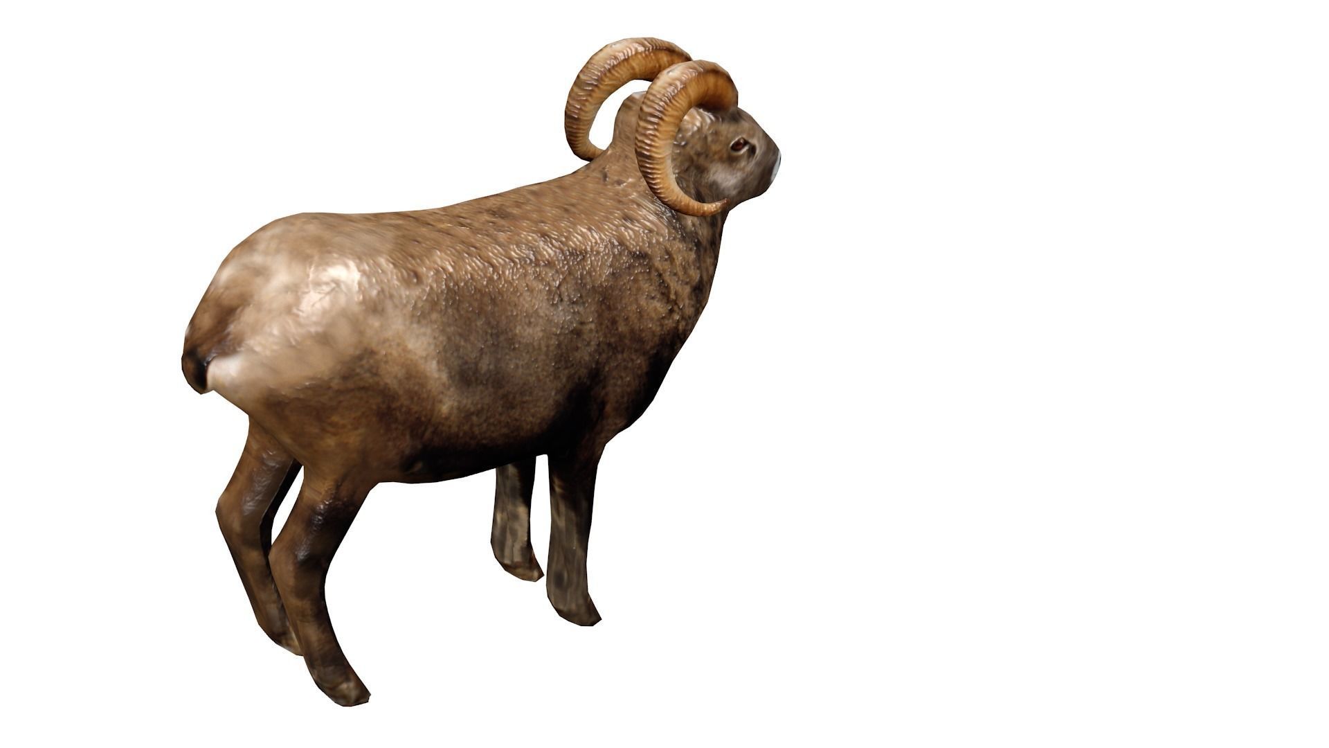 Animated and Rigged 3D Ram Animal Low-poly 3D model_3