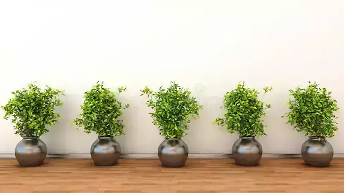 Simple interior plant