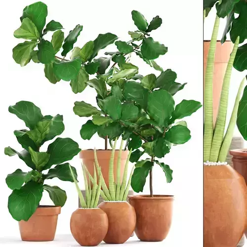 Plant collection Ficus trees
