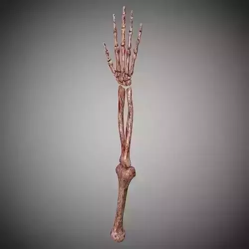 Zombie skeleton arm  Low-poly 3D model