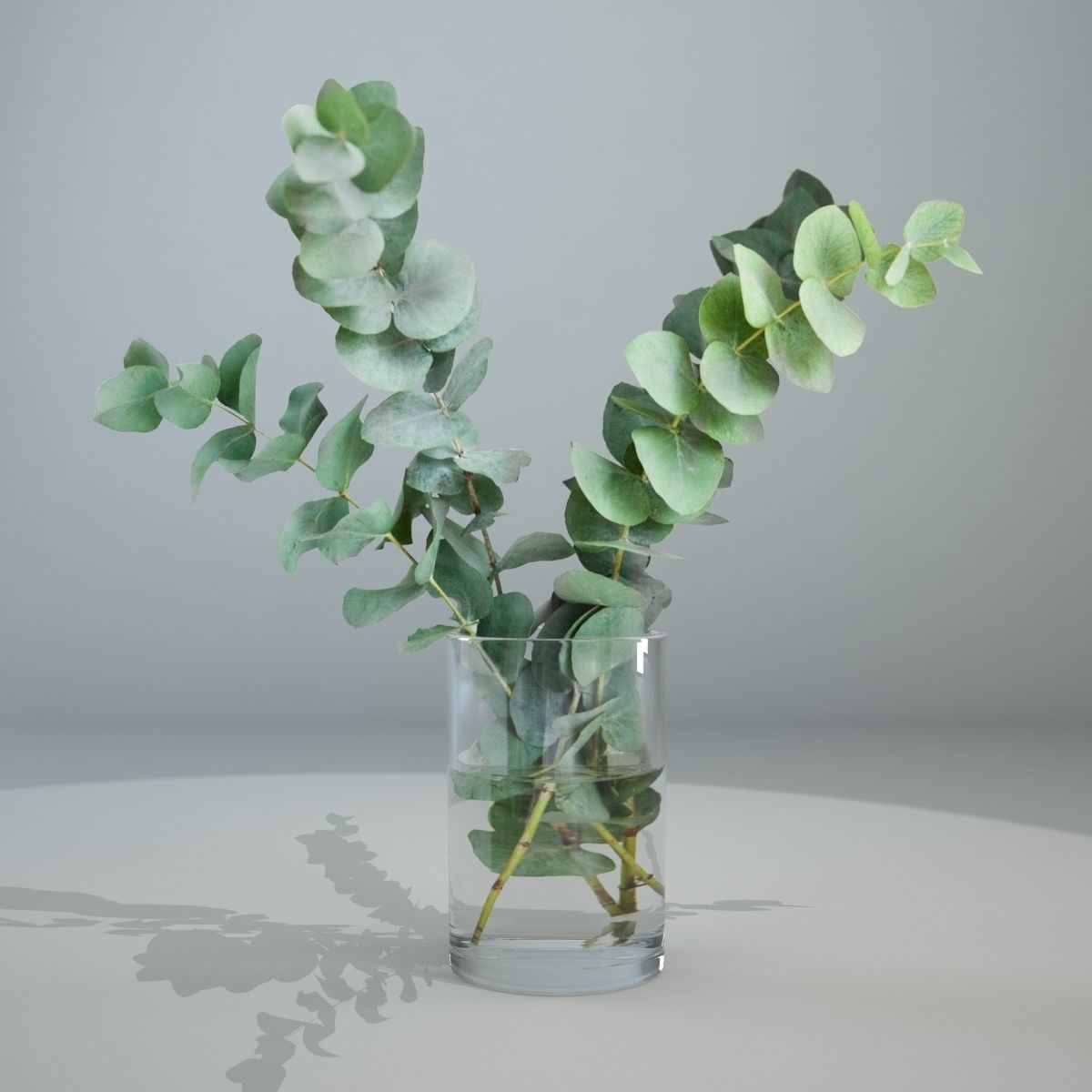 Eucalyptus in a glass vase 3D 3D model_4