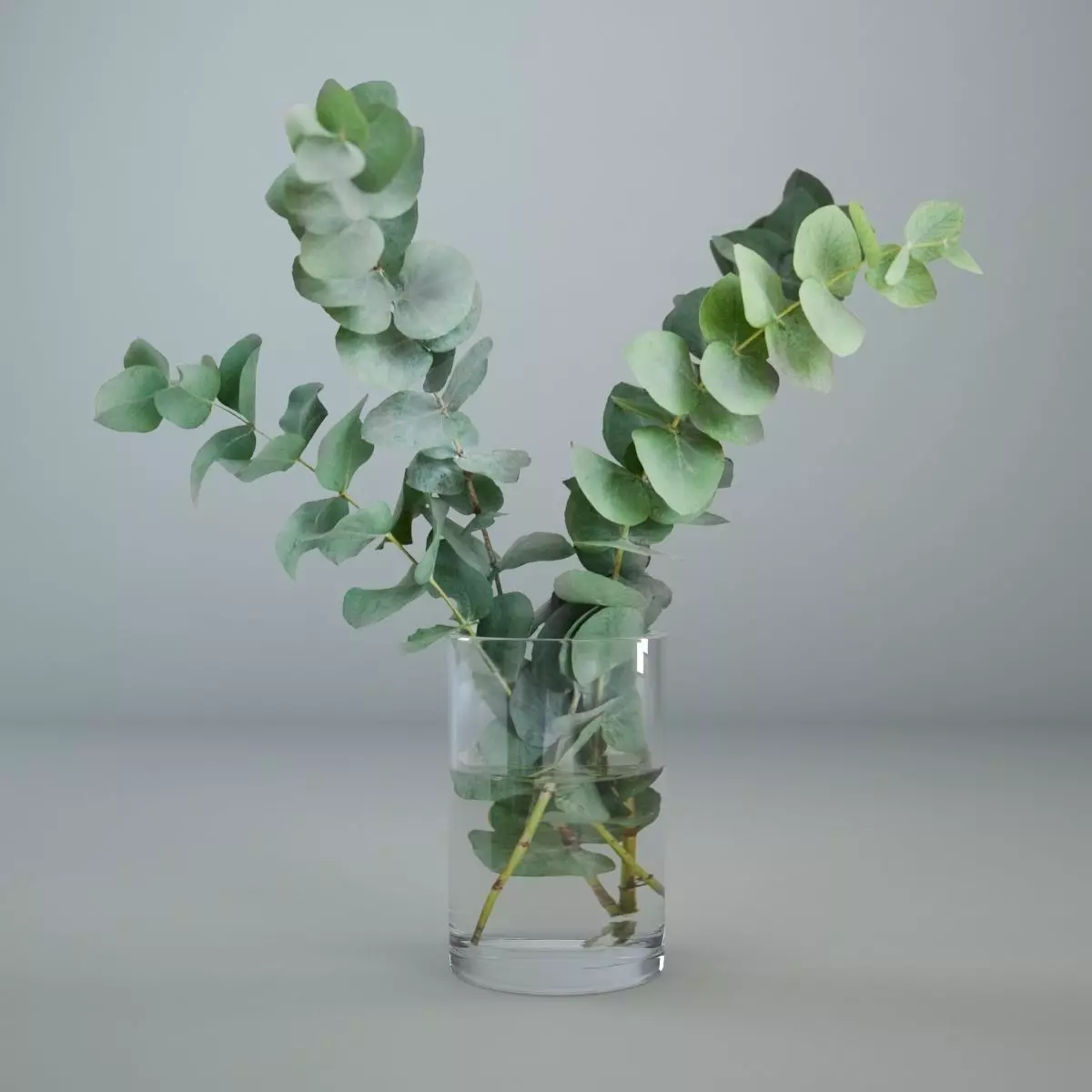 Eucalyptus in a glass vase 3D 3D model_0