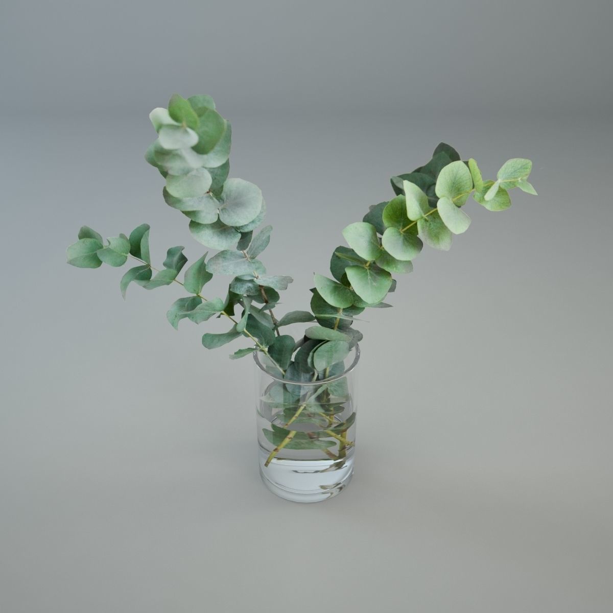 Eucalyptus in a glass vase 3D 3D model_1
