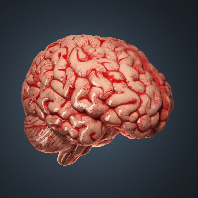 Human brain 3D model_2