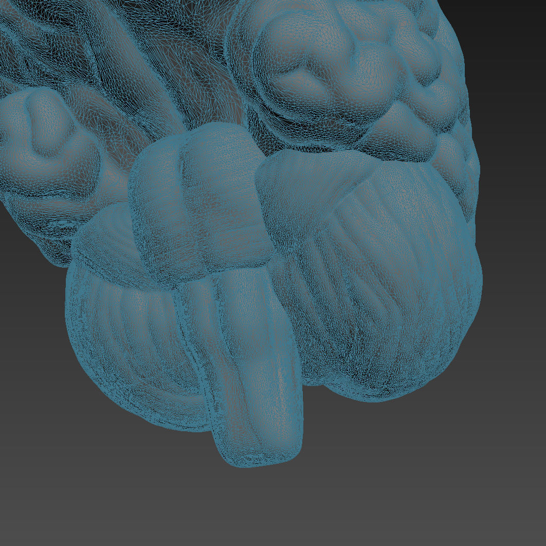 Human brain 3D model_6