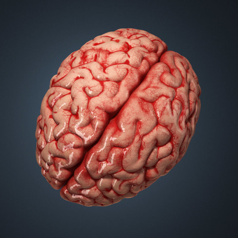 Human brain 3D model_1