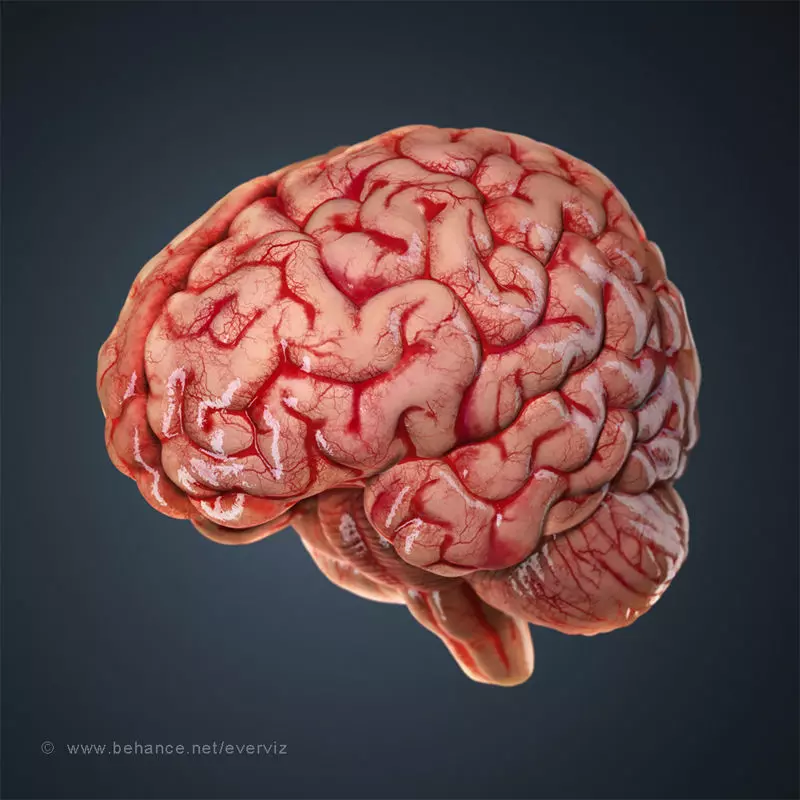 Human brain 3D model_0
