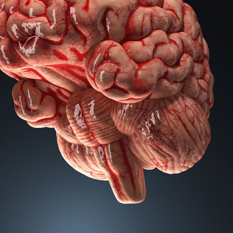 Human brain 3D model_4