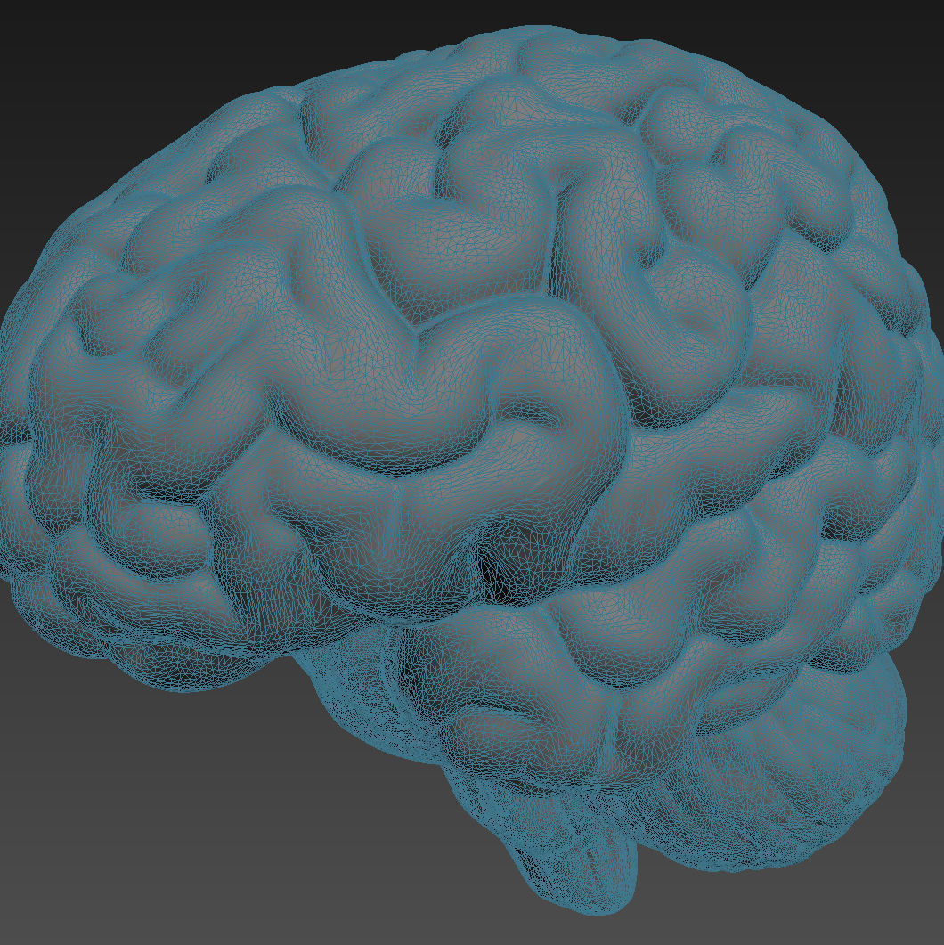 Human brain 3D model_5