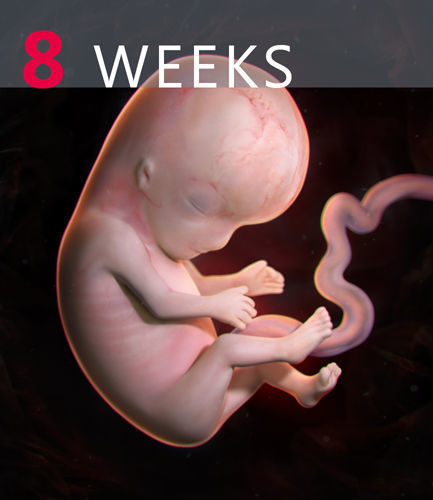Human embryo 3D model