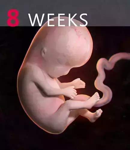 Human embryo 3D model