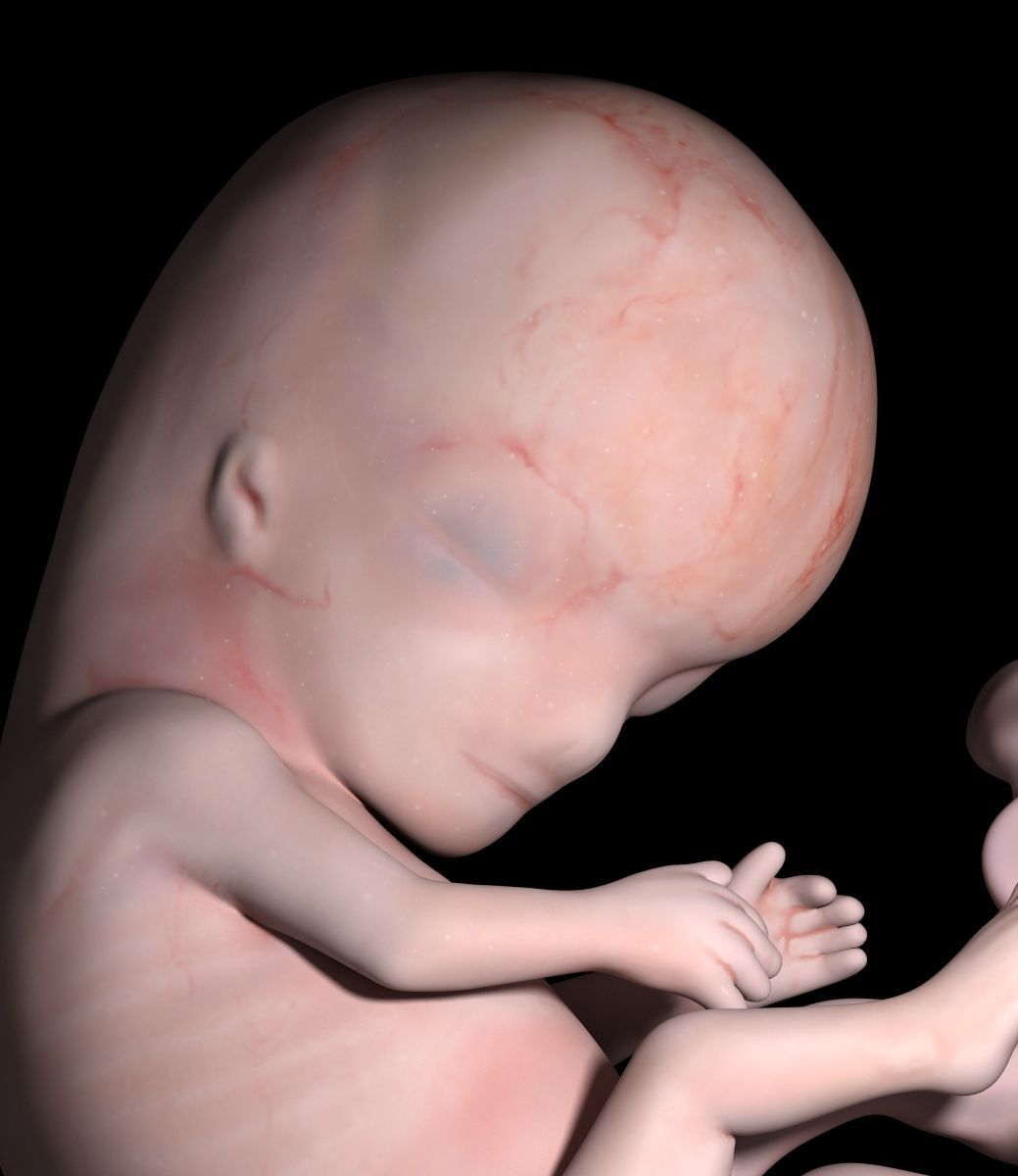 Human embryo 3D model_4