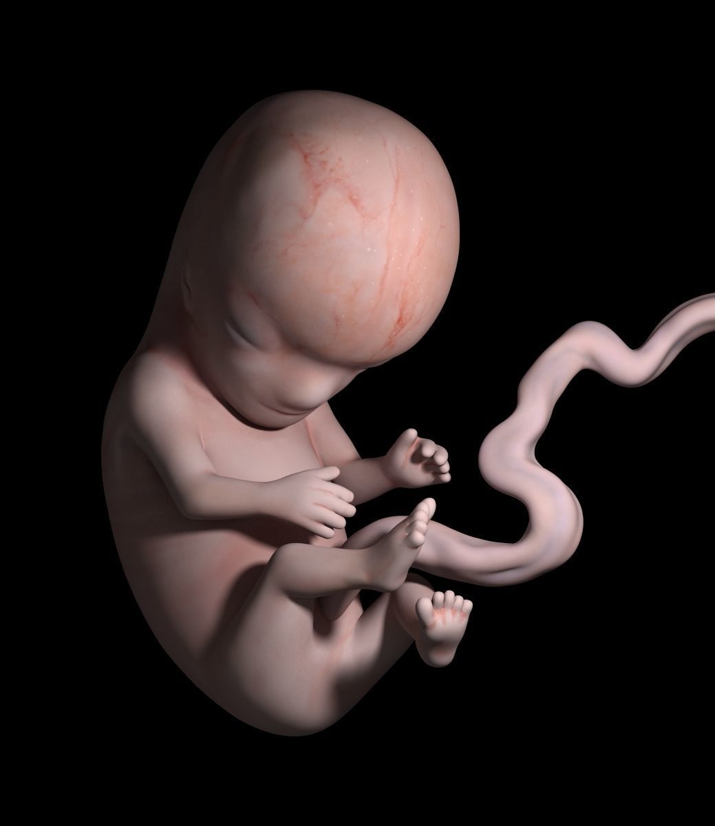 Human embryo 3D model_1