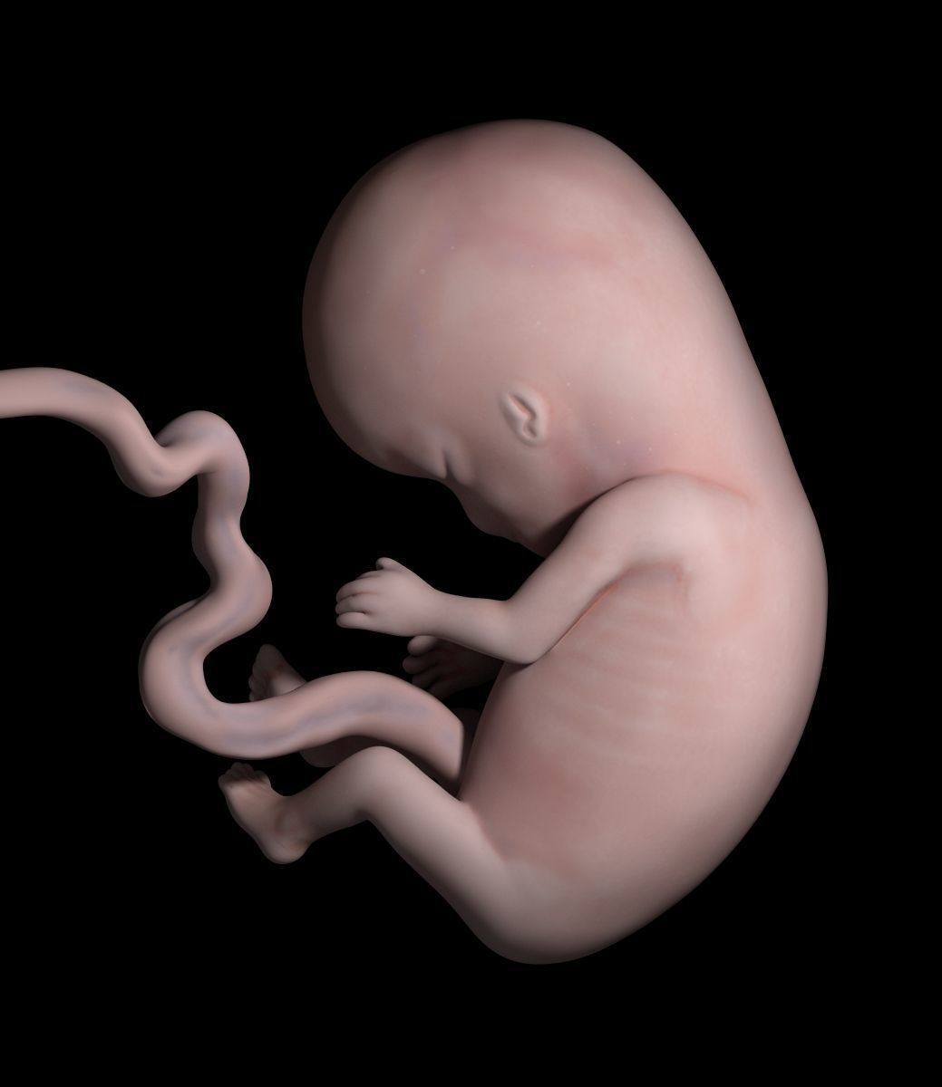 Human embryo 3D model_2