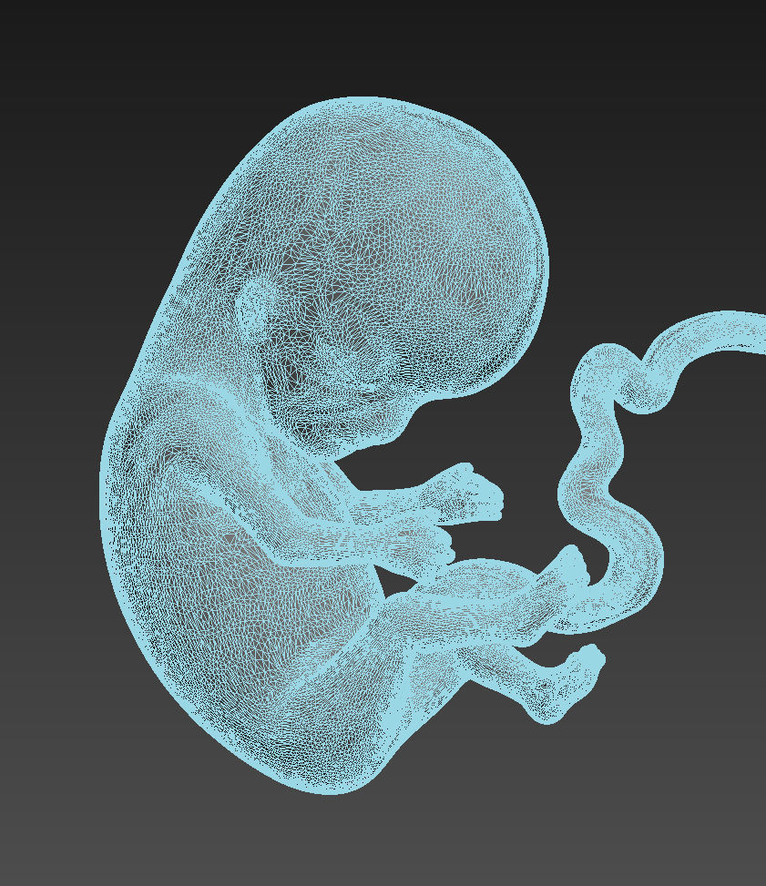 Human embryo 3D model_5