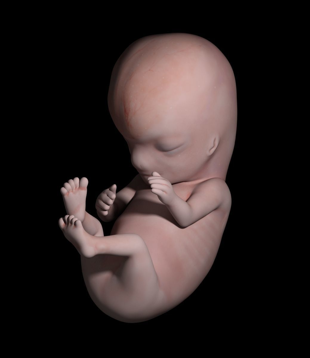 Human embryo 3D model_3