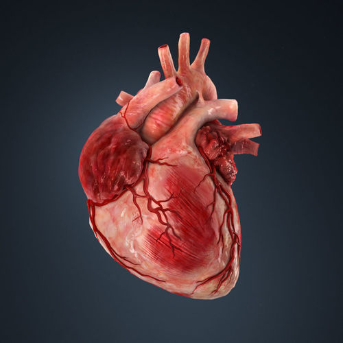 Human heart Low-poly 3D model