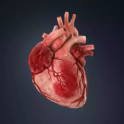 Human heart Low-poly 3D model