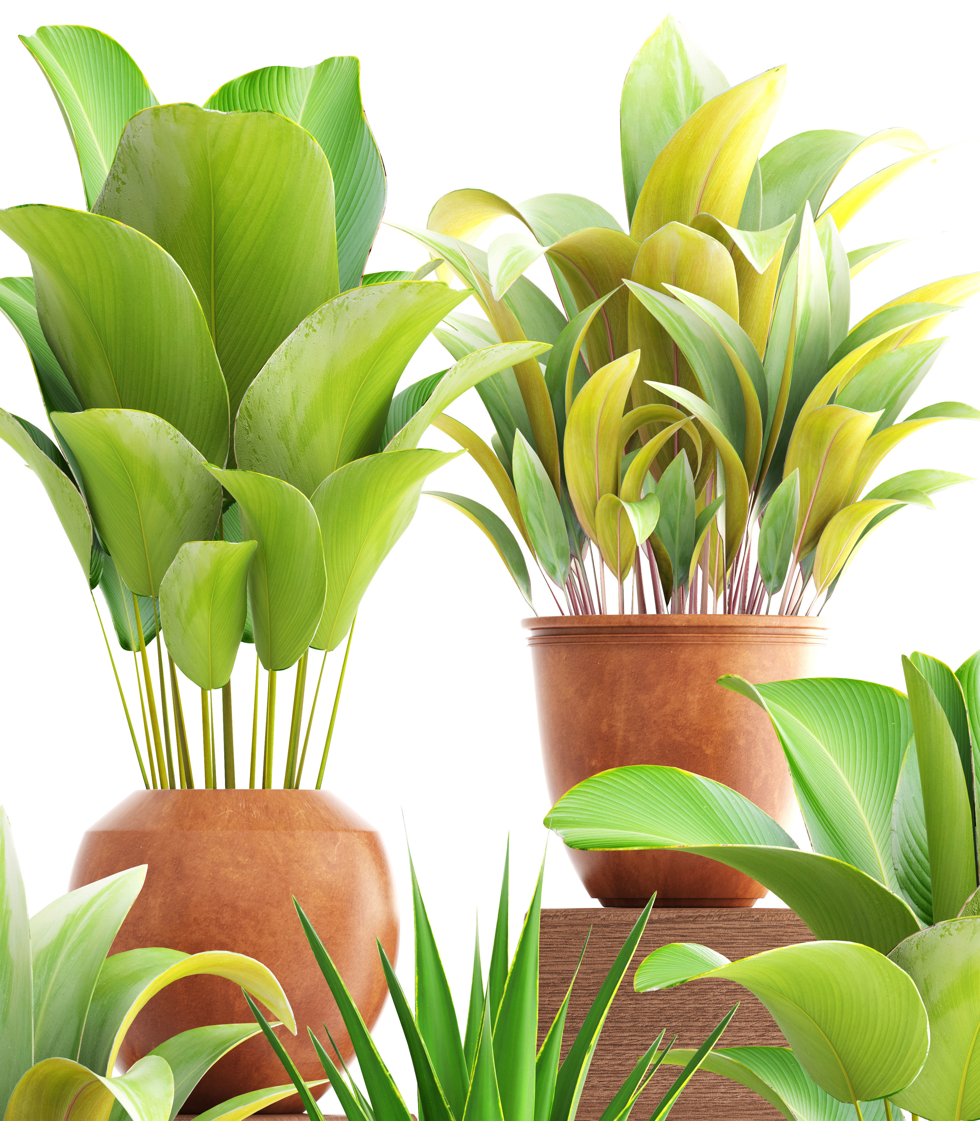 Collection of plants 3D model_4