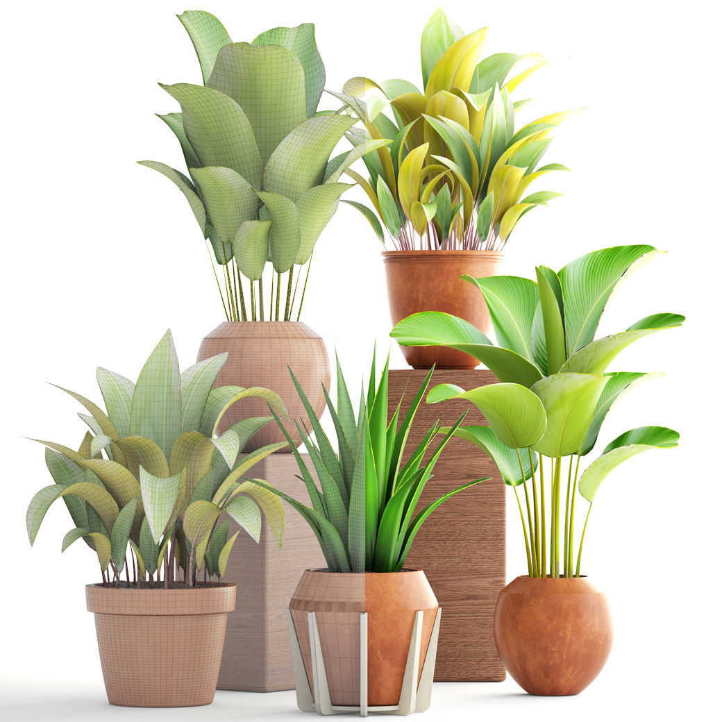 Collection of plants 3D model_3