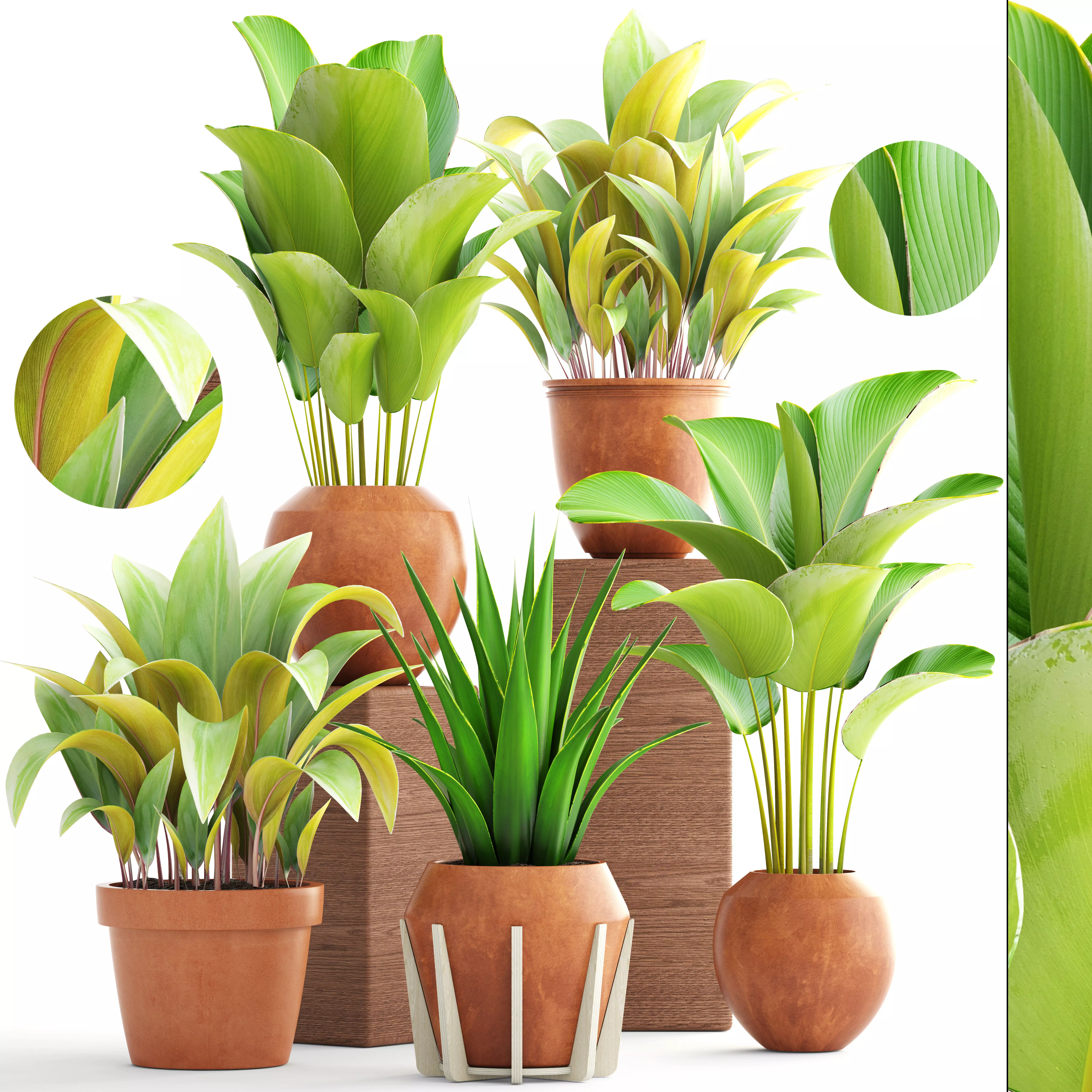 Collection of plants 3D model_0