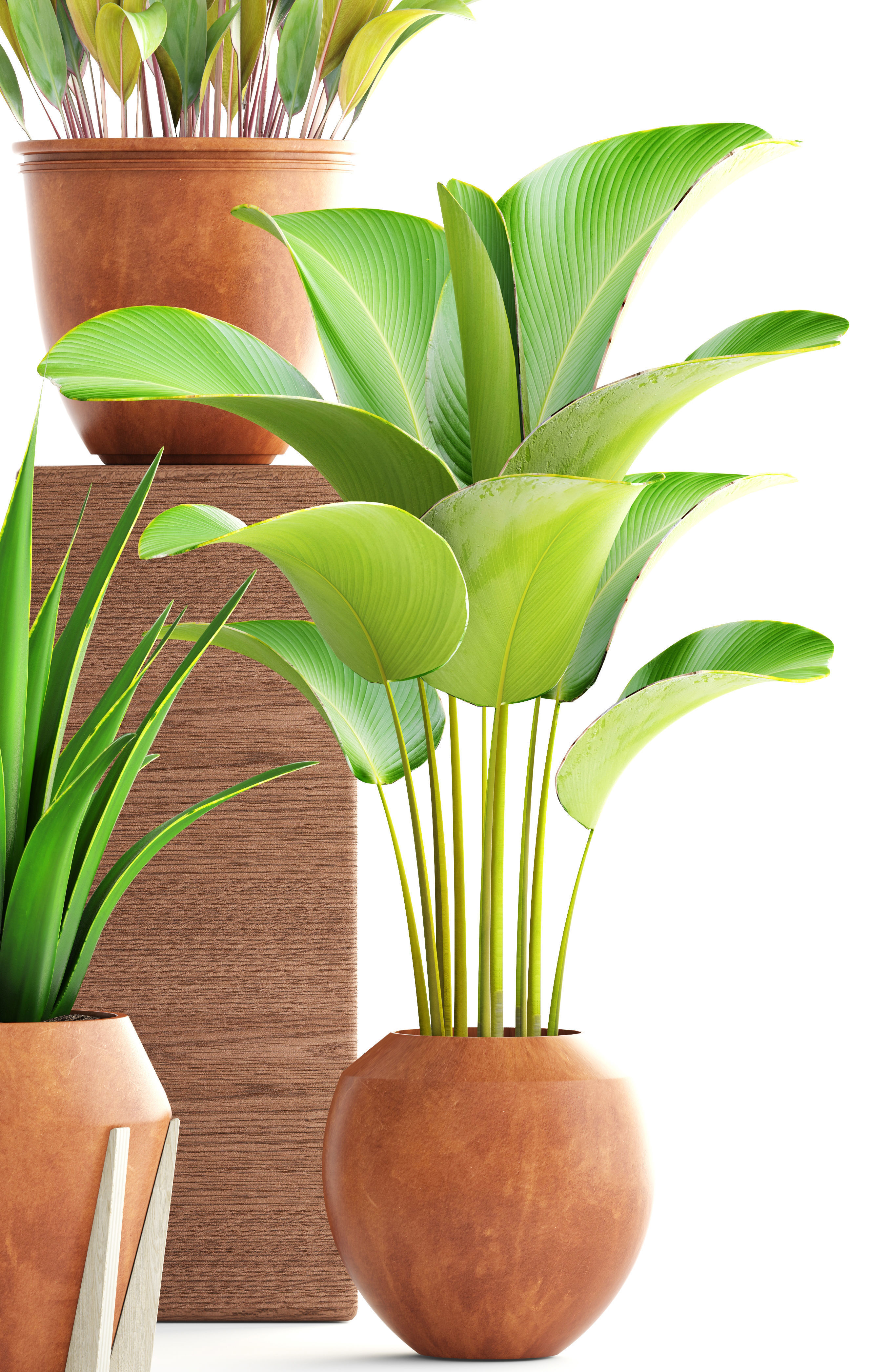 Collection of plants 3D model_2
