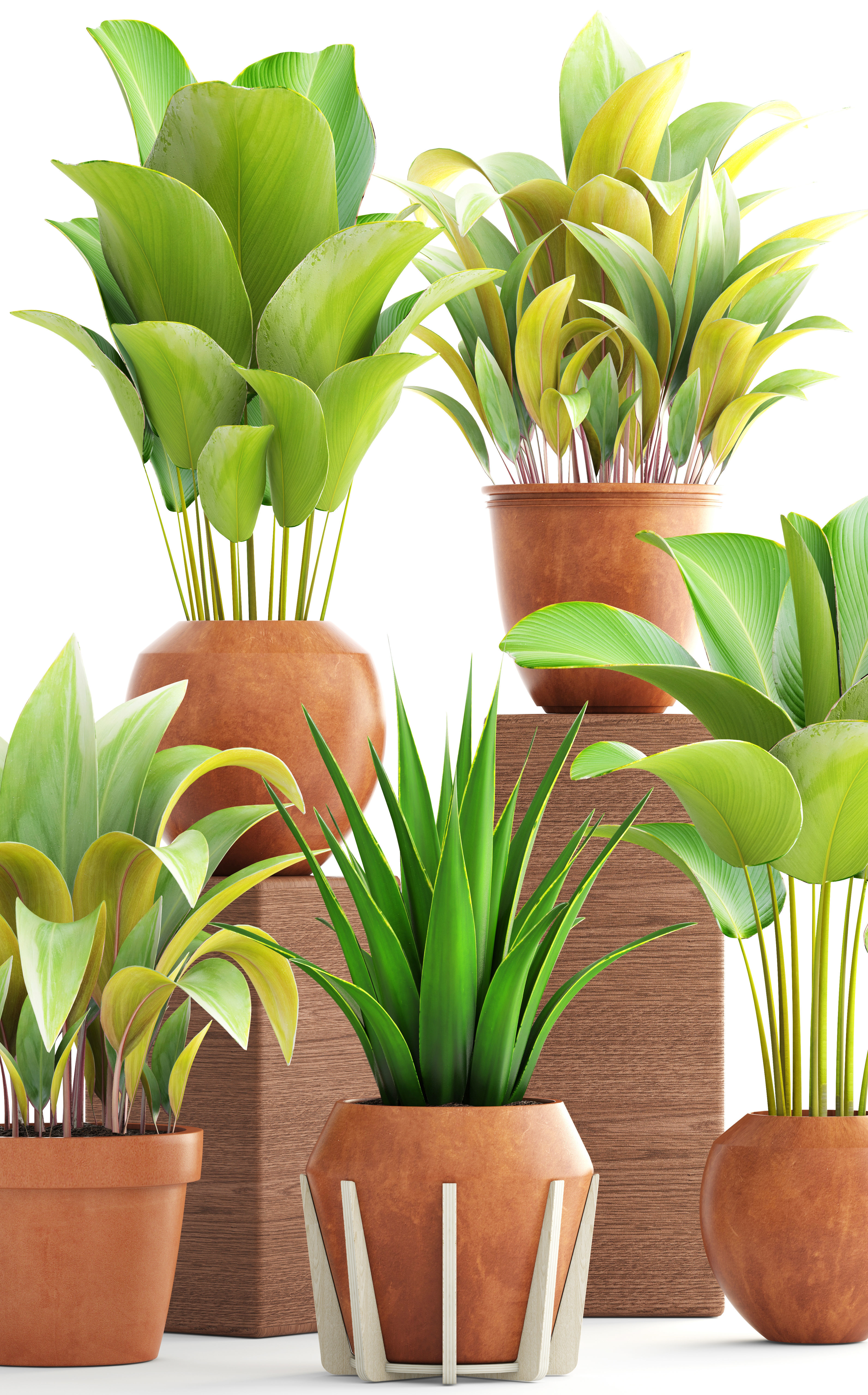 Collection of plants 3D model_9