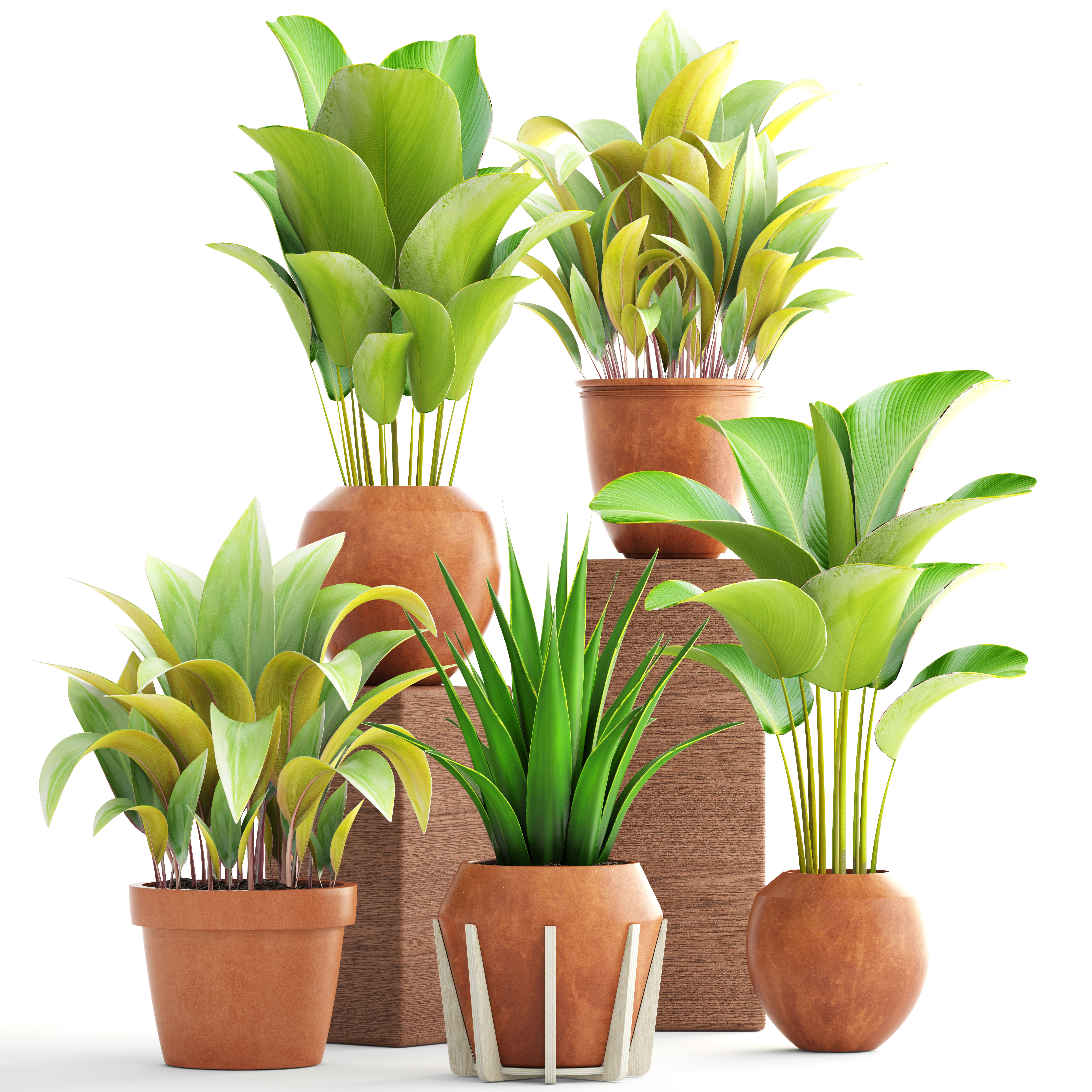 Collection of plants 3D model_1
