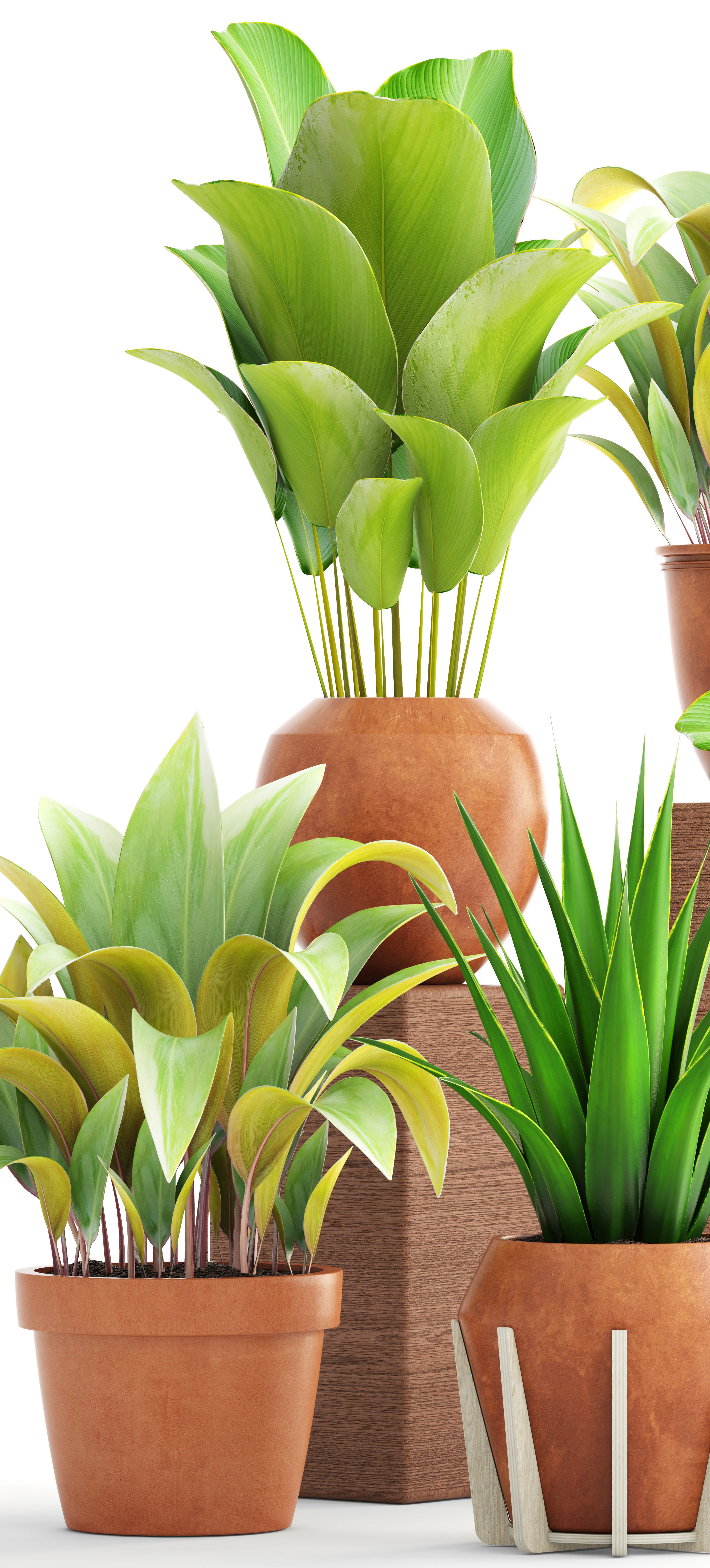 Collection of plants 3D model_7