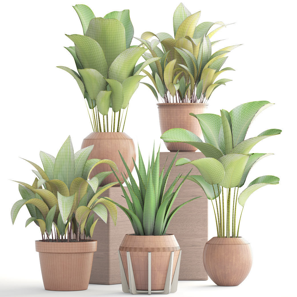 Collection of plants 3D model_6