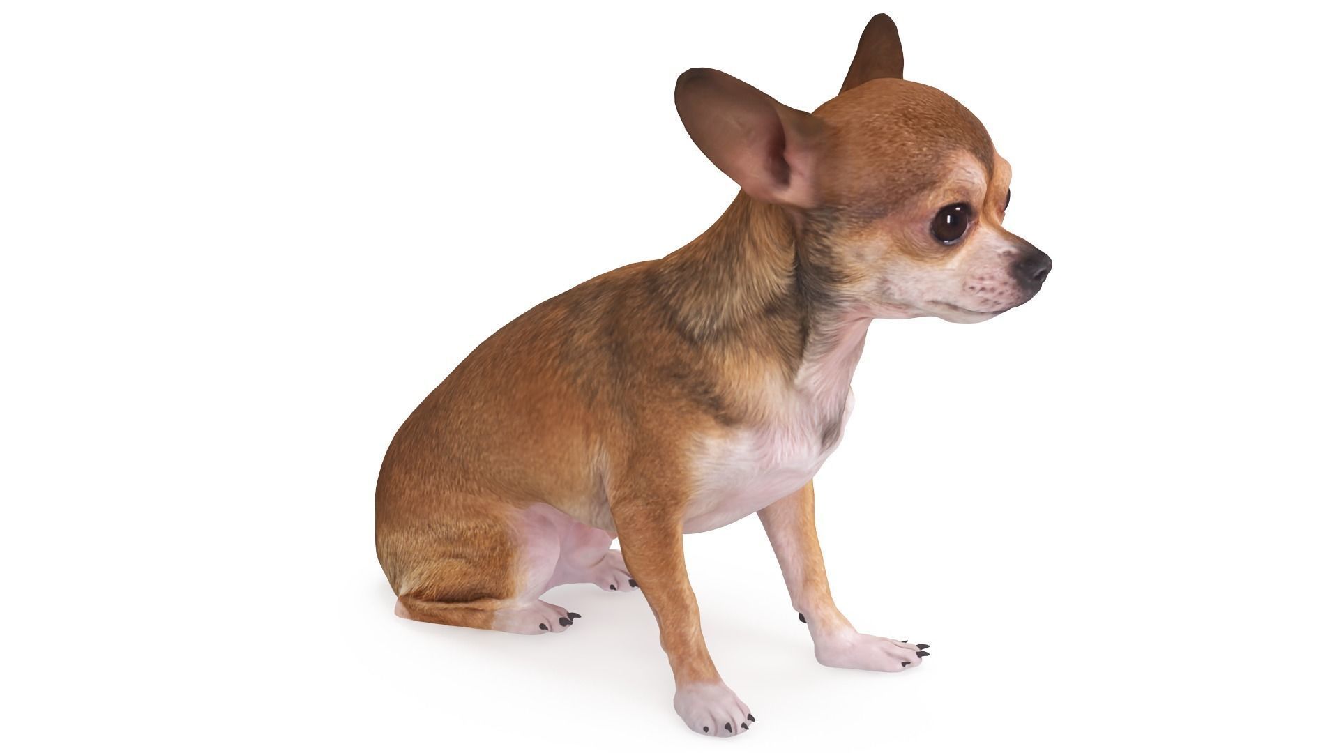 Chihuahua Sitting Low-poly 3D model