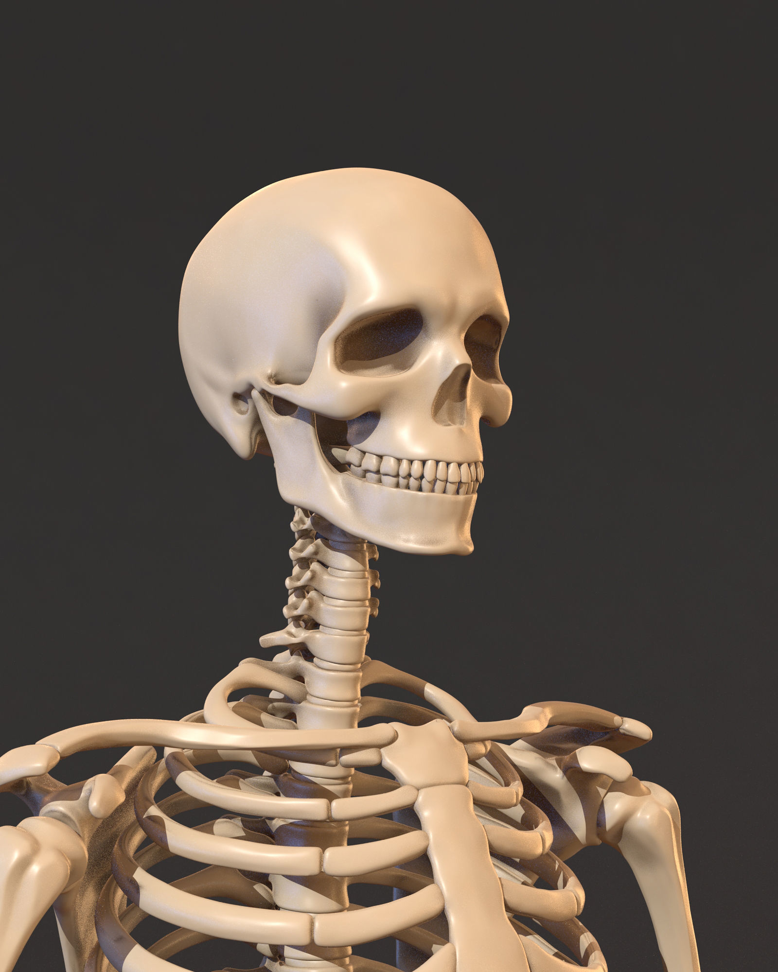 Human male skeleton 3D model_1