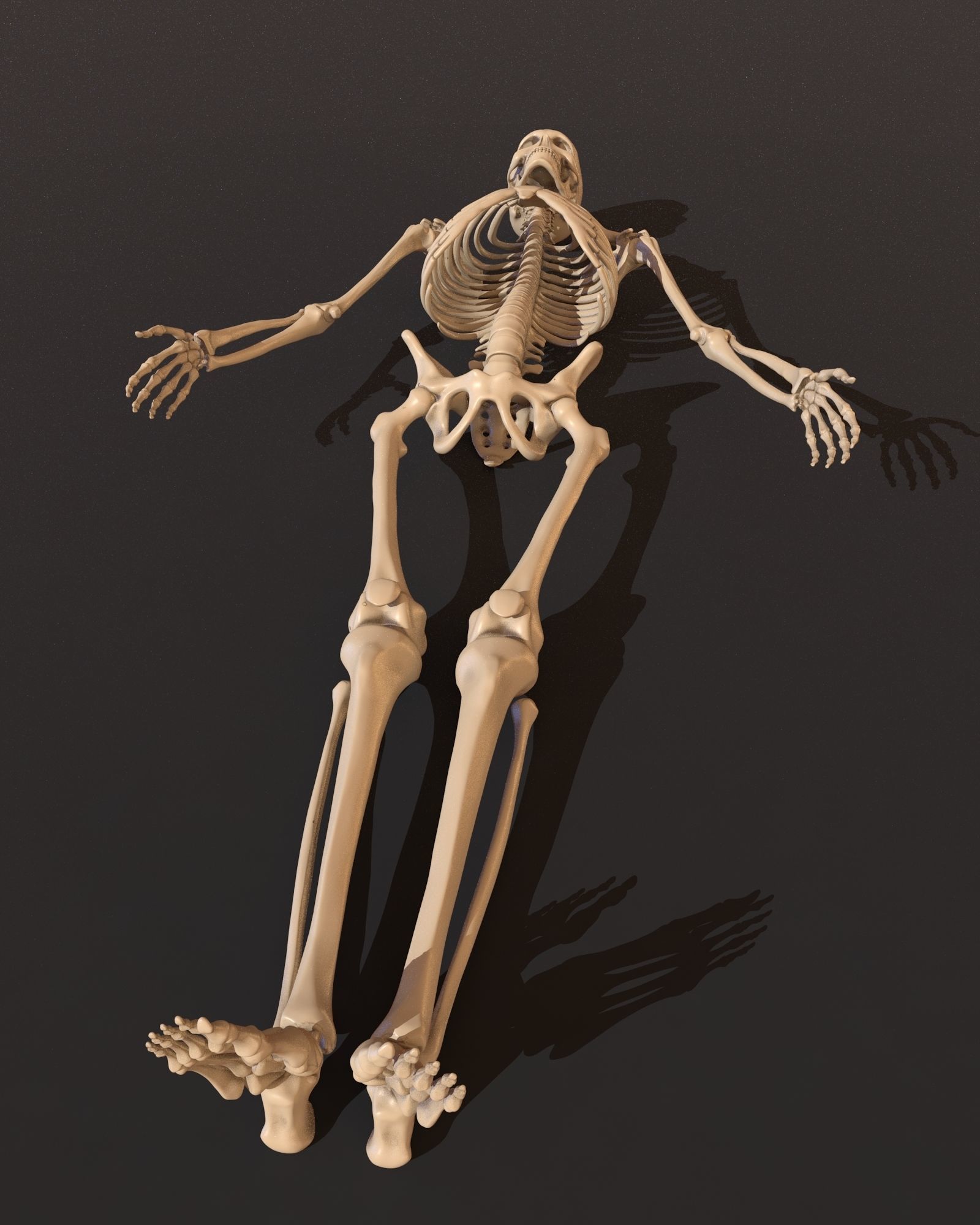 Human male skeleton 3D model_7