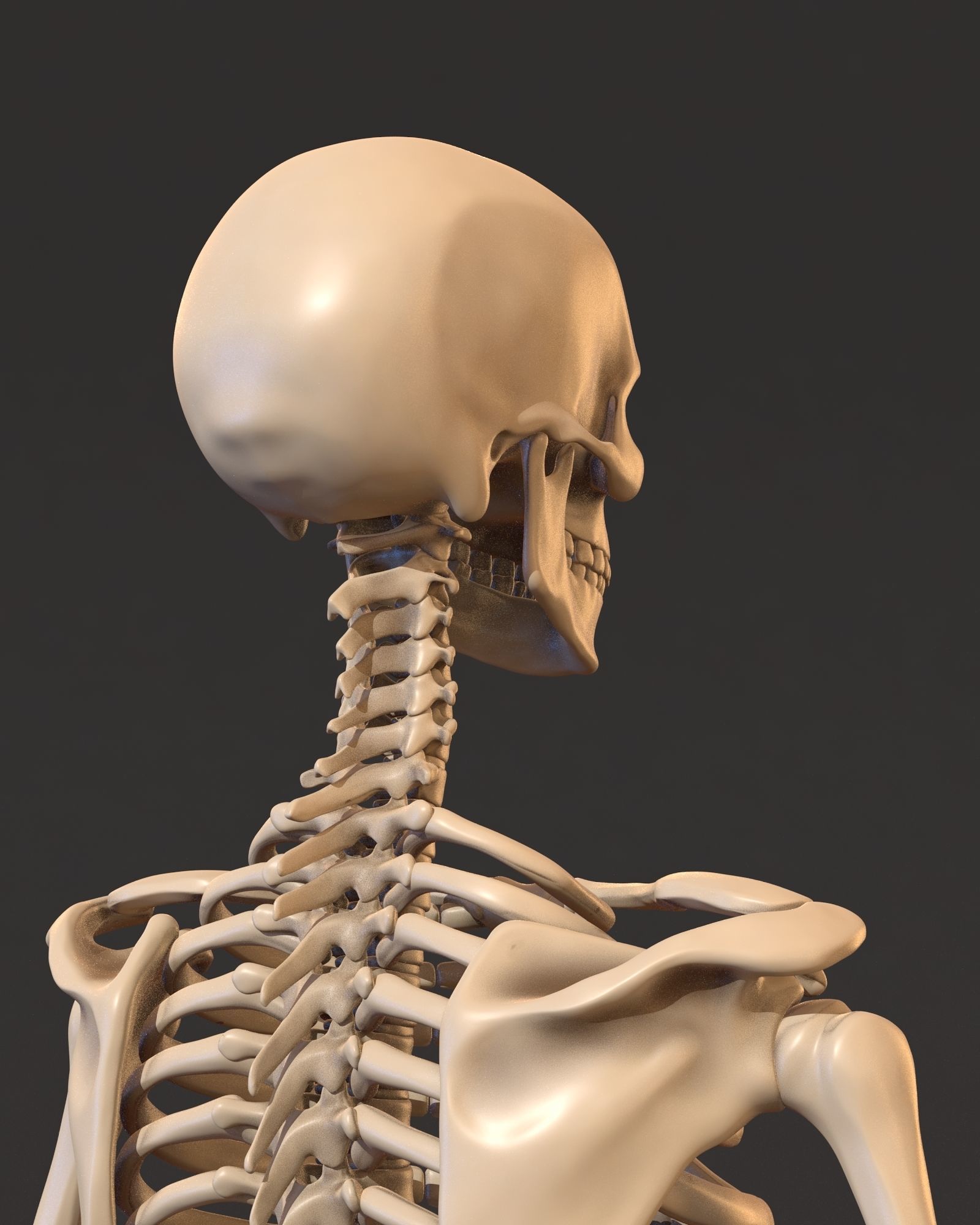 Human male skeleton 3D model_3