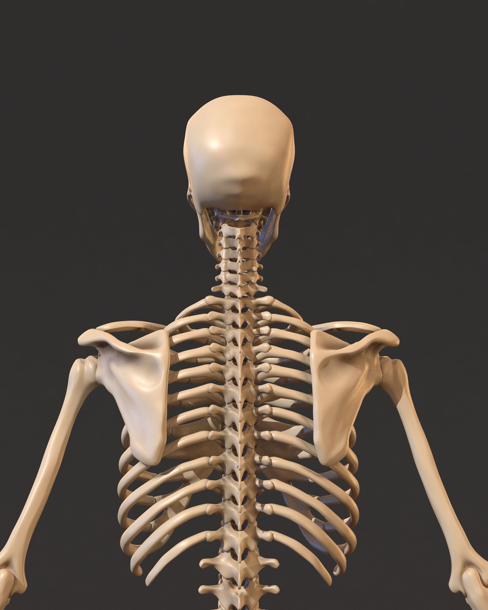 Human male skeleton 3D model_4