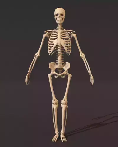 Human male skeleton 3D model