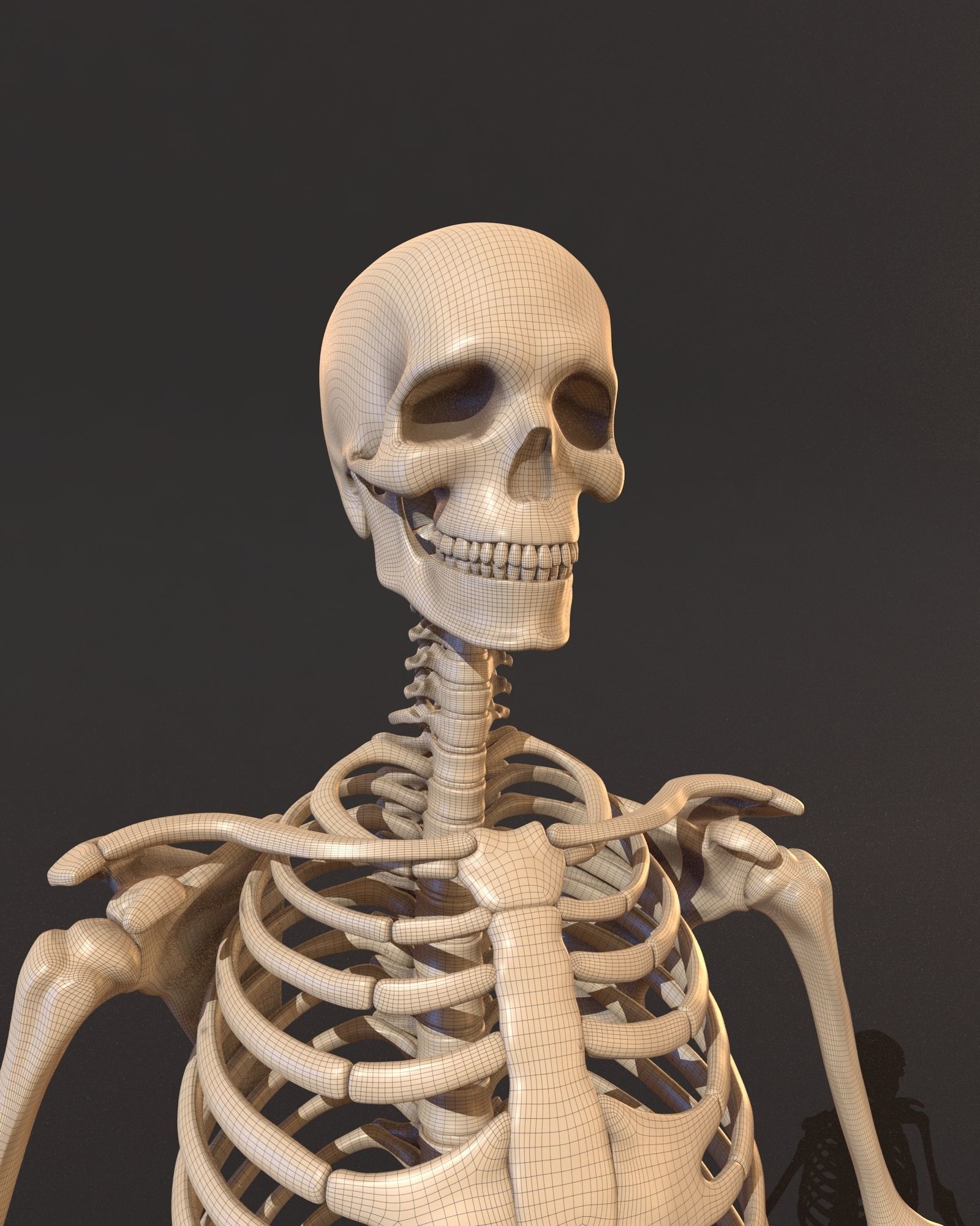 Human male skeleton 3D model_2