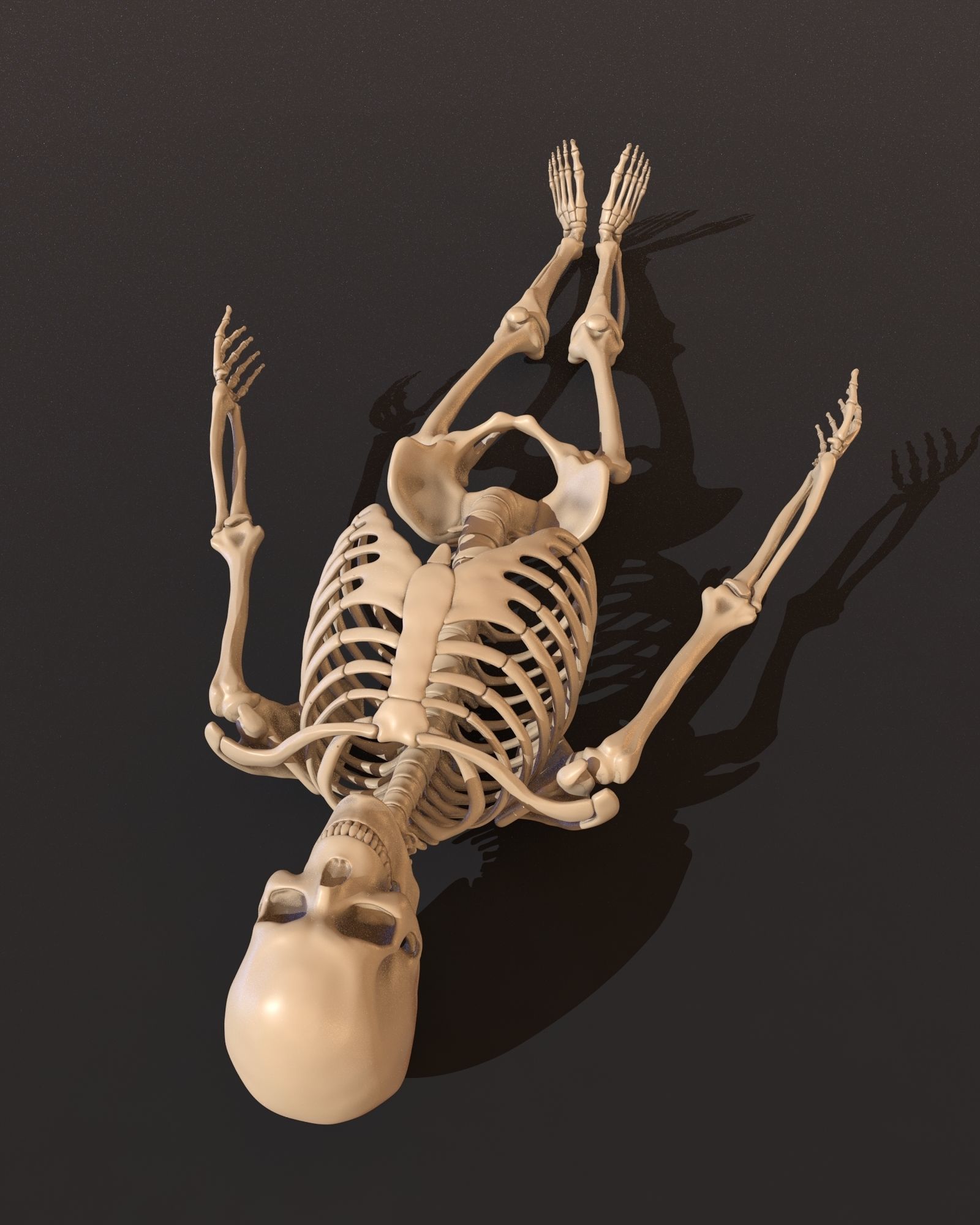 Human male skeleton 3D model_6