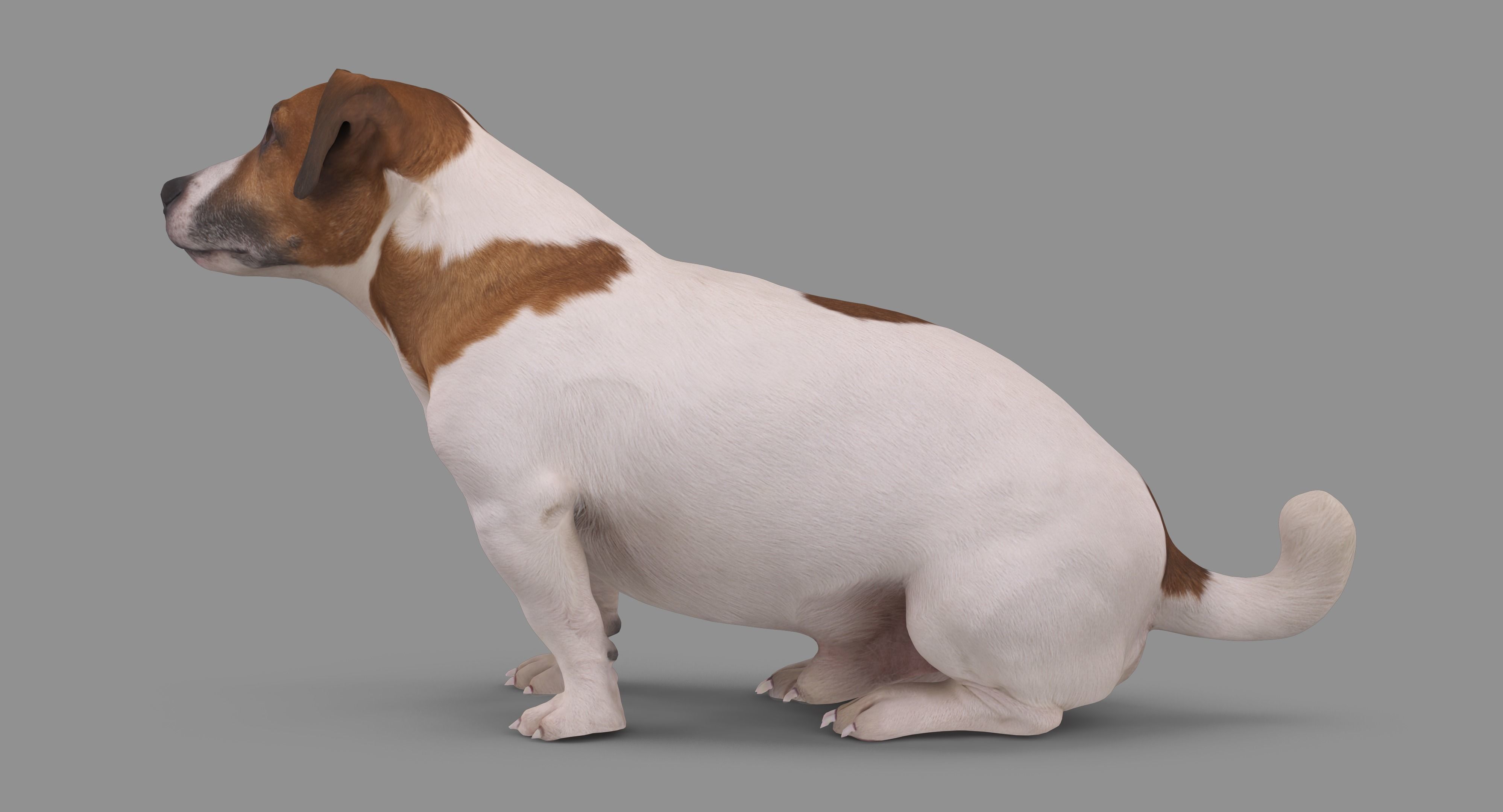 Jack Russell Sitting Low-poly 3D model_73