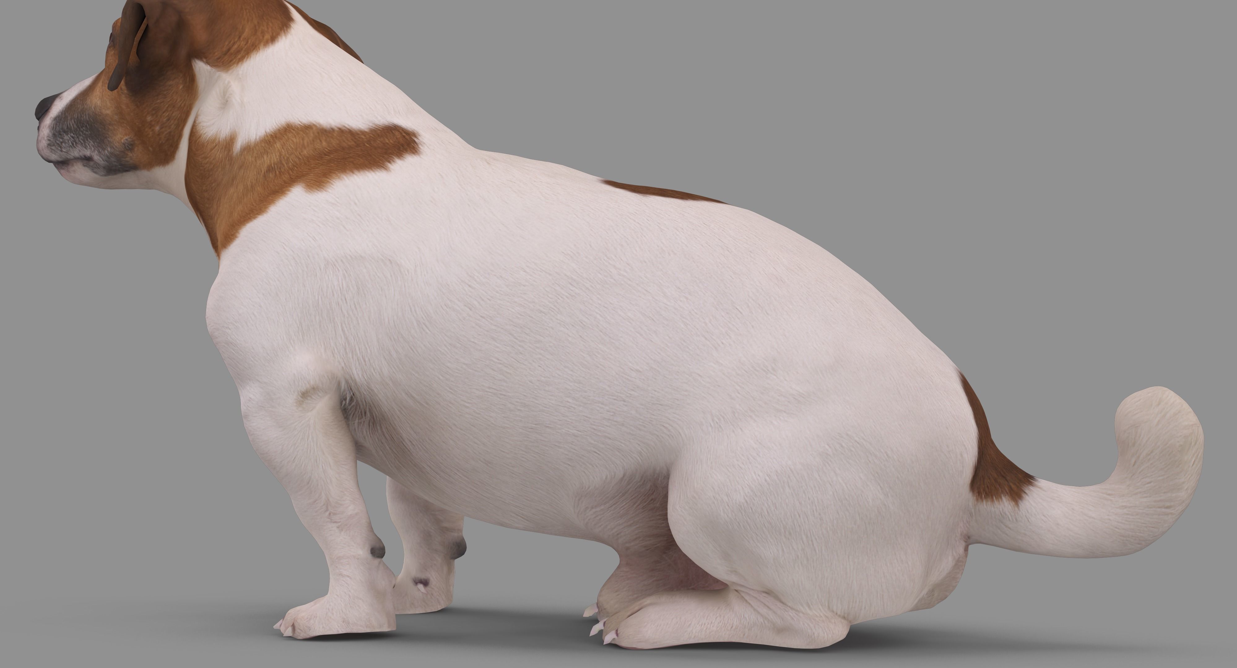 Jack Russell Sitting Low-poly 3D model_39