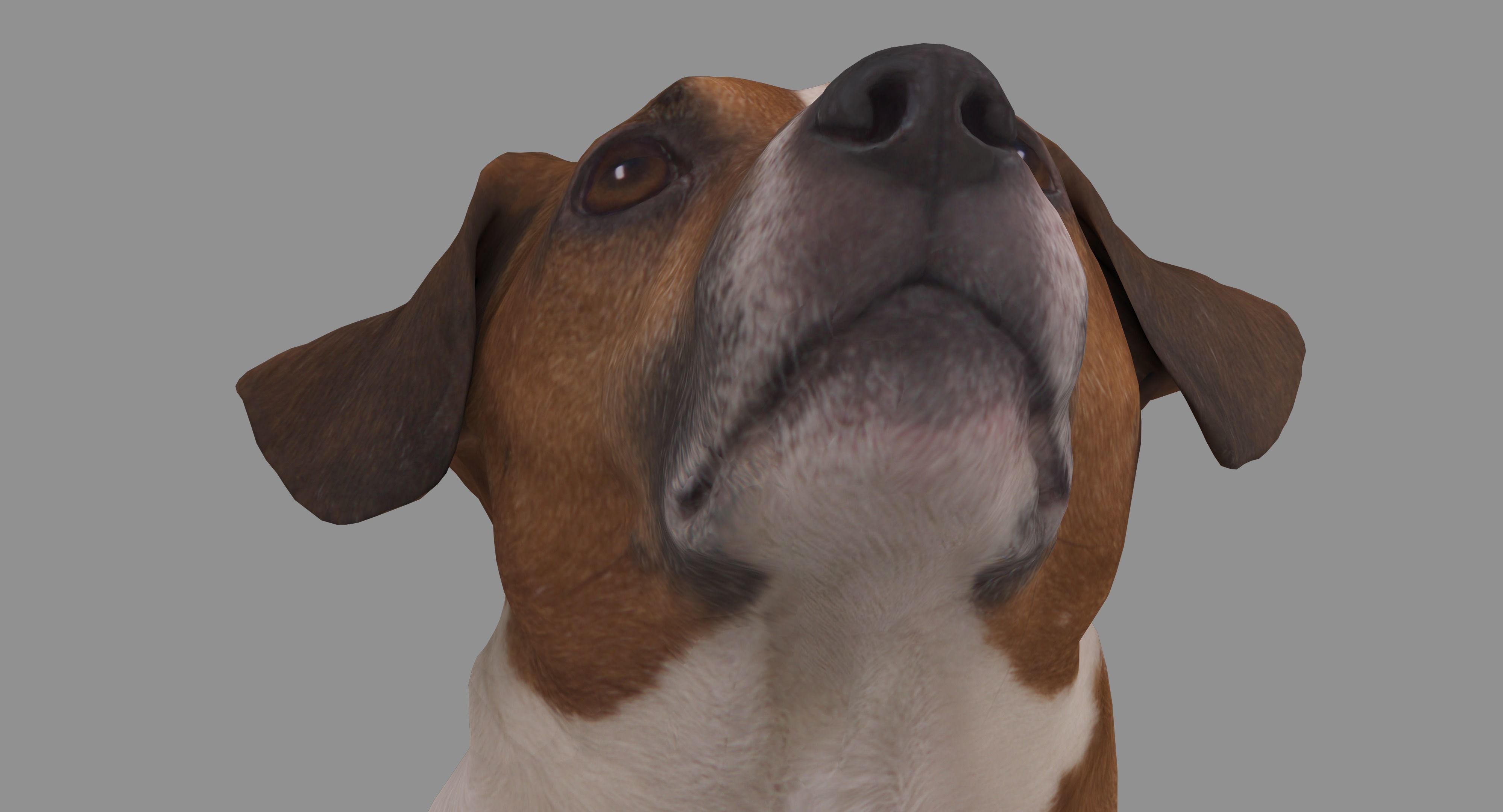 Jack Russell Sitting Low-poly 3D model_17